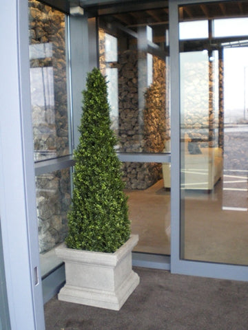 Boxwood Spire - PlantPeople