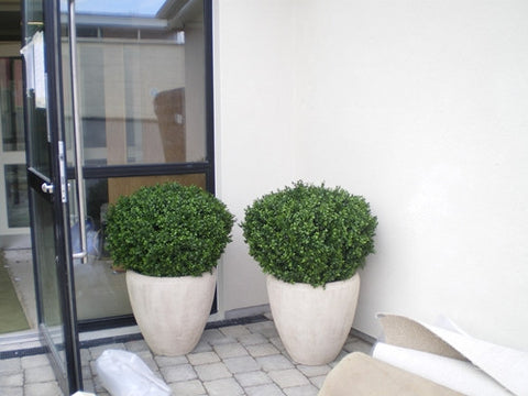 Boxwood oval ball in pot - PlantPeople