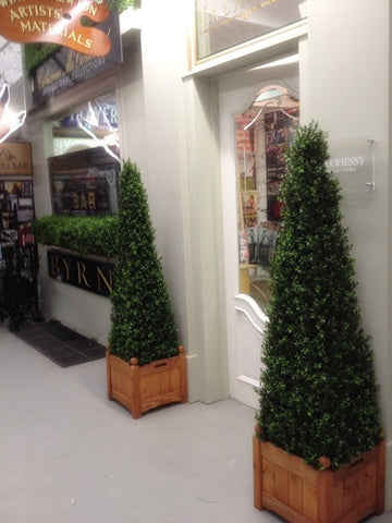 Boxwood Spire - PlantPeople