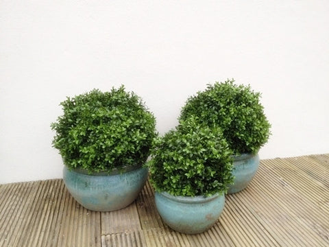 Boxwood oval ball in pot - PlantPeople