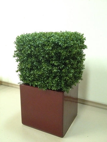 Boxwood Cube - PlantPeople