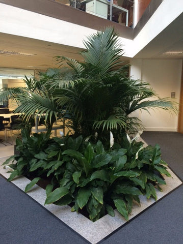 General Office Planting Gallery - PlantPeople