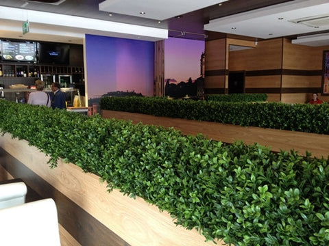 Boxwood Hedge - Small - PlantPeople