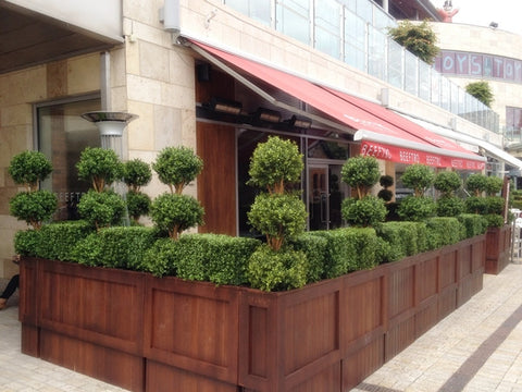 Boxwood Ball Tree - PlantPeople
