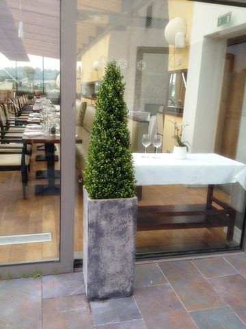 Boxwood Spire - PlantPeople