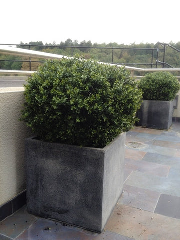 Boxwood oval ball in pot - PlantPeople