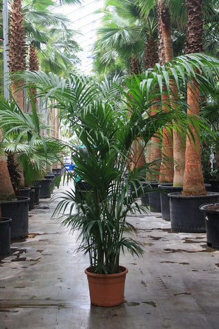 Atrium Plant - PlantPeople