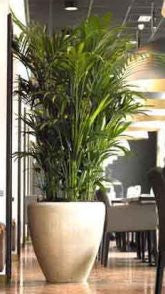 Kentia palm - PlantPeople