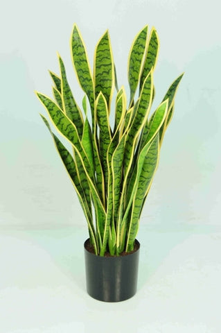 Mother in Law Tongue - PlantPeople
