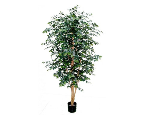 Sazanka - PlantPeople