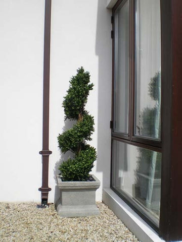 Boxwood Spiral - PlantPeople