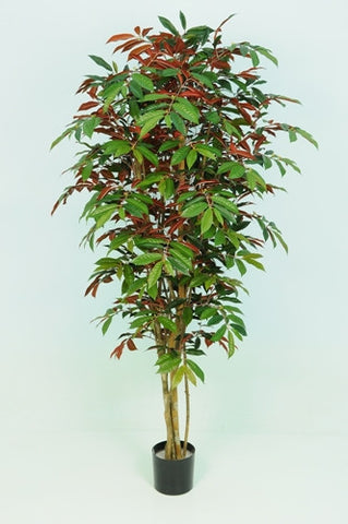 Capensia Tree - PlantPeople