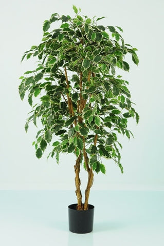 Ficus Varigated Tree - PlantPeople