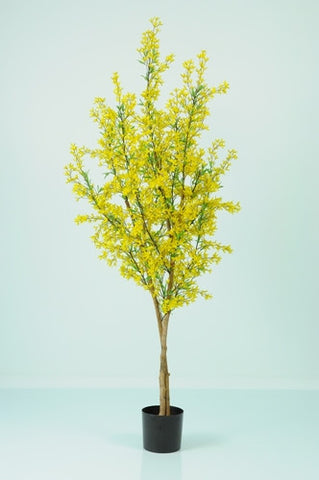 Forsythia - PlantPeople
