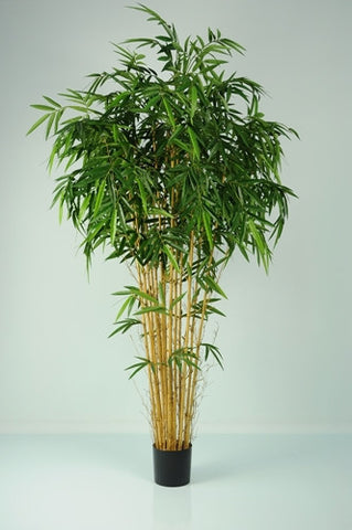 Bamboo Natural - PlantPeople