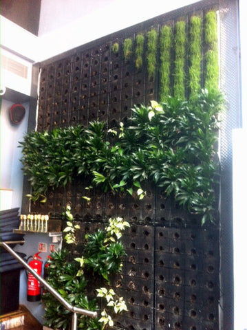 Living Wall. - PlantPeople