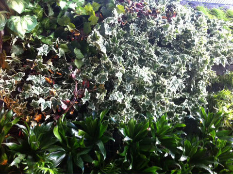 Living Wall. - PlantPeople