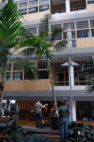 Atrium Planting - PlantPeople