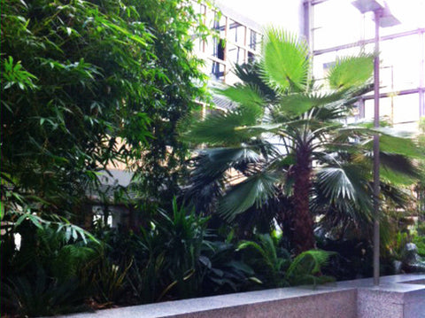 Atrium Planting - PlantPeople