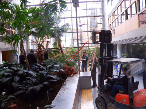 Atrium Planting - PlantPeople