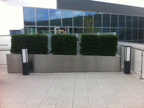 Office Rooftop Hedging. - PlantPeople