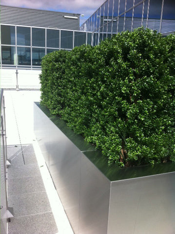 Office Rooftop Hedging. - PlantPeople