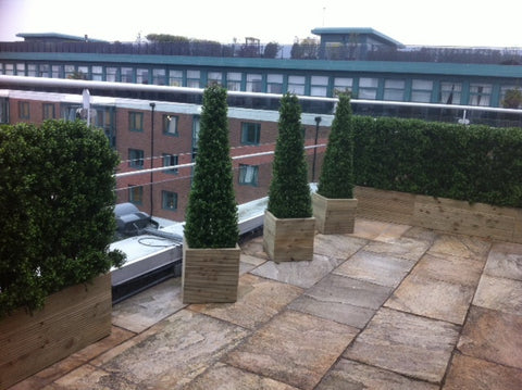 Dublin City Penthouse. - PlantPeople