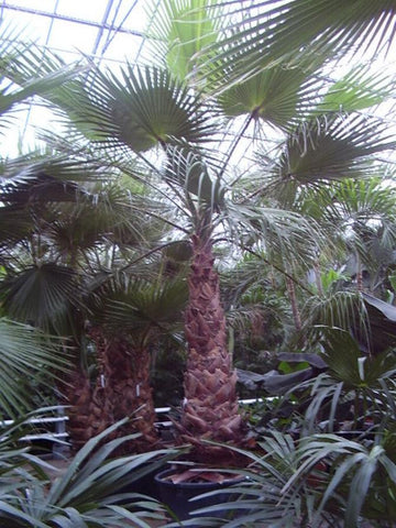 Atrium Plant - PlantPeople