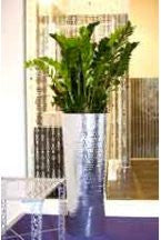 Zamioculcas - PlantPeople