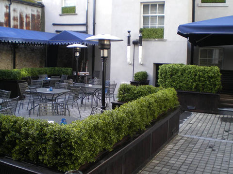 Boxwood Hedge - Medium - PlantPeople