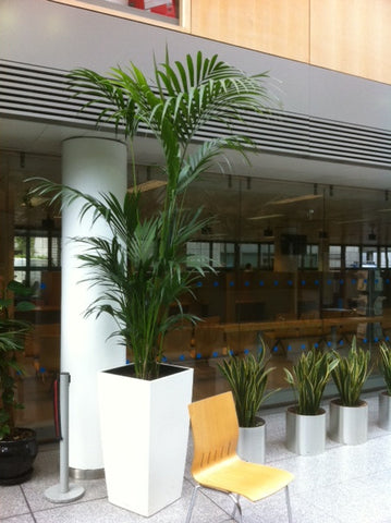 General Office Planting Gallery - PlantPeople