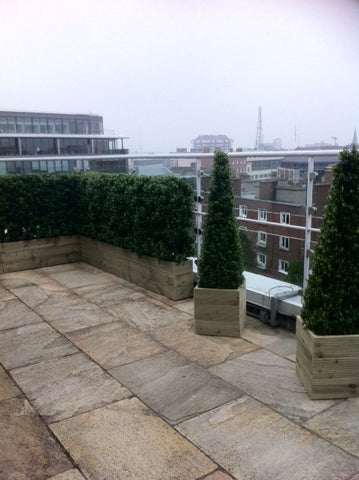 Dublin City Penthouse. - PlantPeople