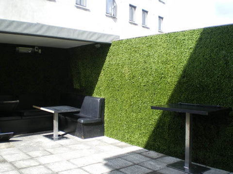 Boxwood Tile - PlantPeople