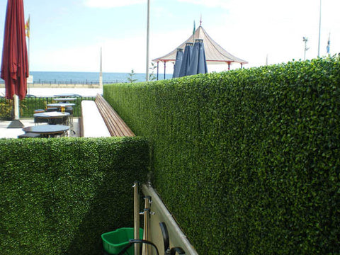 Boxwood Tile - PlantPeople