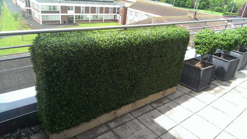 Artificial Hedging- Penthouse. - PlantPeople